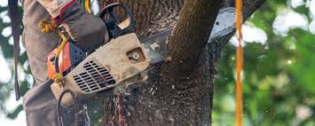 How Our Tree Care Process Works  in  Lewistown, PA