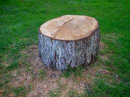 Best Fruit Tree Pruning  in Lewistown, PA