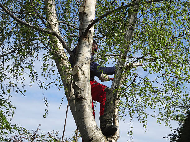 Best Firewood Processing and Delivery  in Lewistown, PA