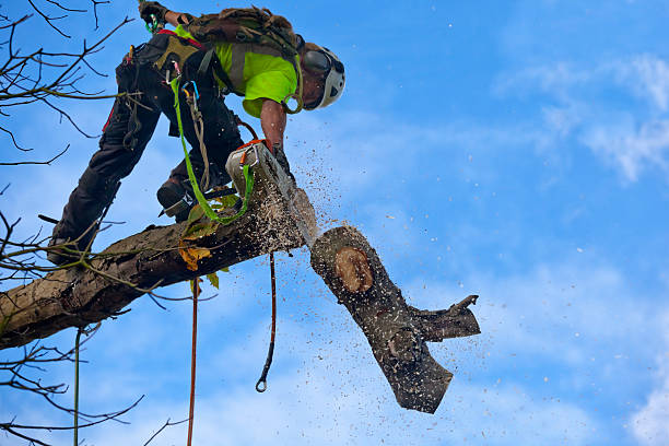 Lewistown, PA Tree Care Company